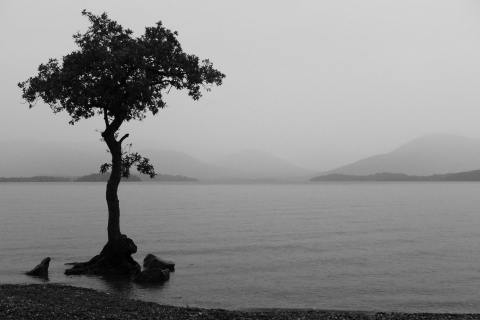 Обои Lonely Tree Lake 480x320