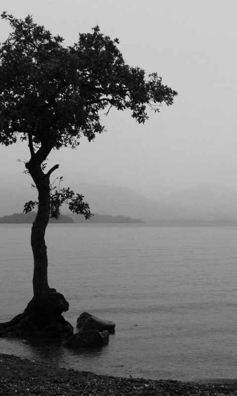 Sfondi Lonely Tree Lake 480x800