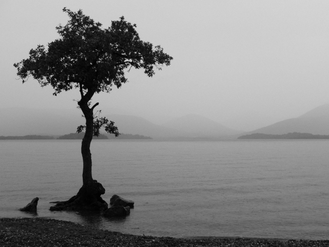 Обои Lonely Tree Lake 640x480