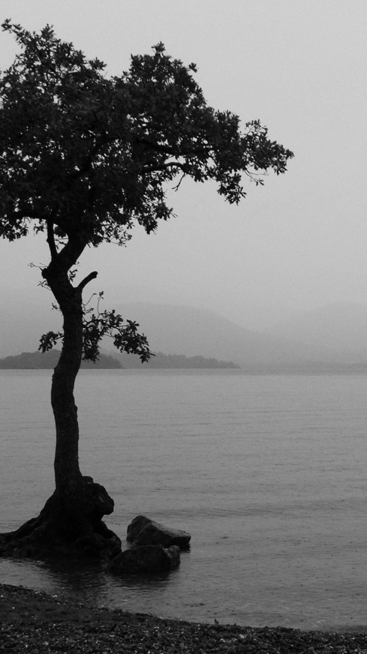 Обои Lonely Tree Lake 750x1334