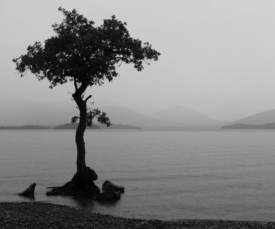 Обои Lonely Tree Lake 960x800