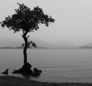 Lonely Tree Lake - Obrázkek zdarma pro Samsung B159 Hero Plus