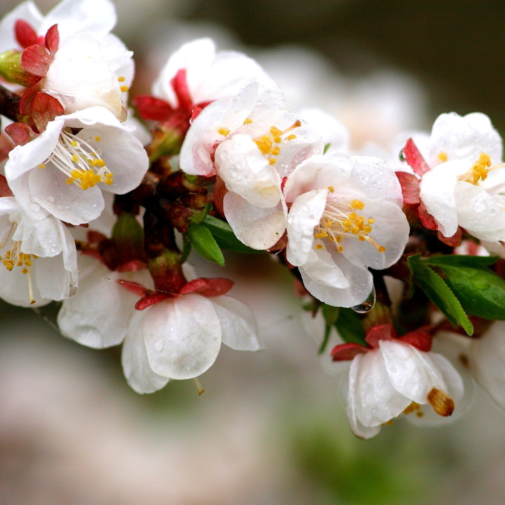 Fondo de pantalla White spring blossoms 1024x1024