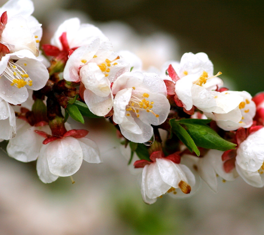 Das White spring blossoms Wallpaper 1080x960
