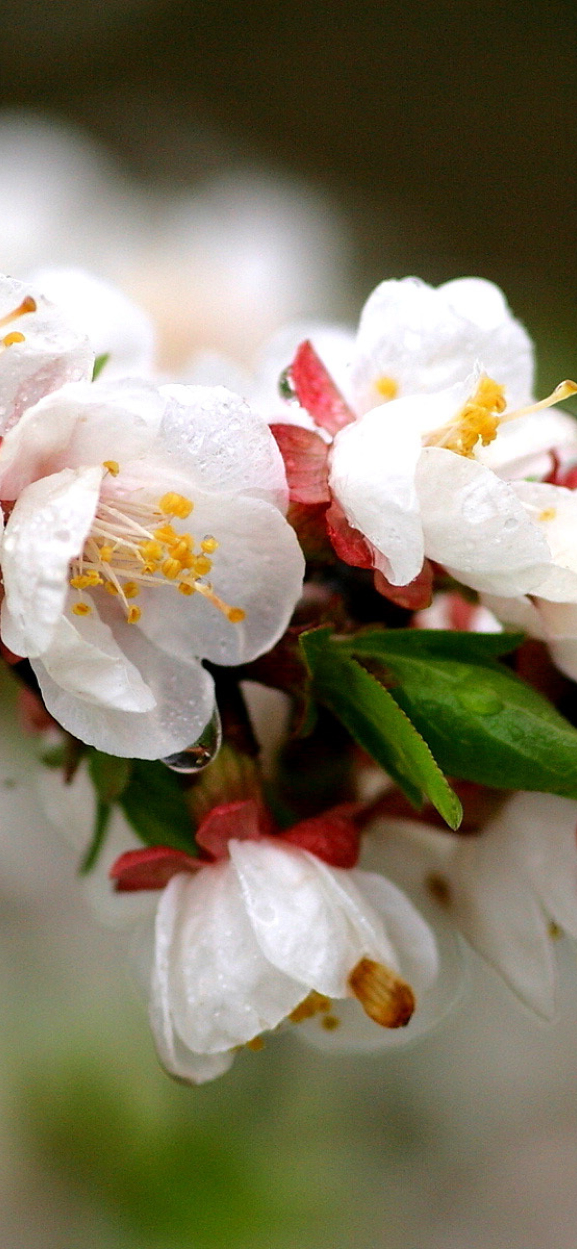 Screenshot №1 pro téma White spring blossoms 1170x2532
