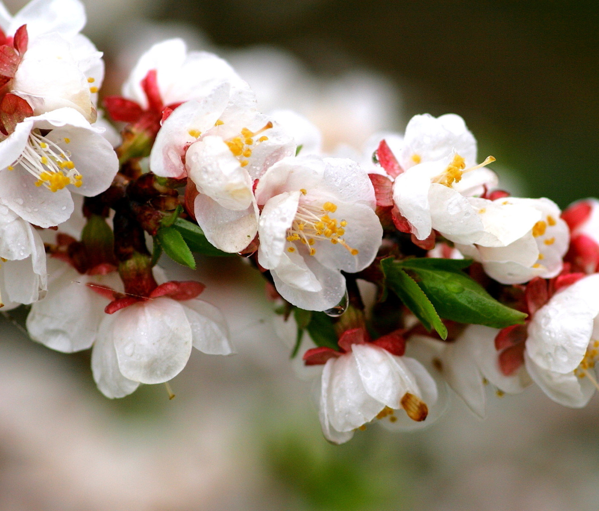 Обои White spring blossoms 1200x1024