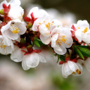 Обои White spring blossoms 128x128