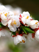 Screenshot №1 pro téma White spring blossoms 132x176