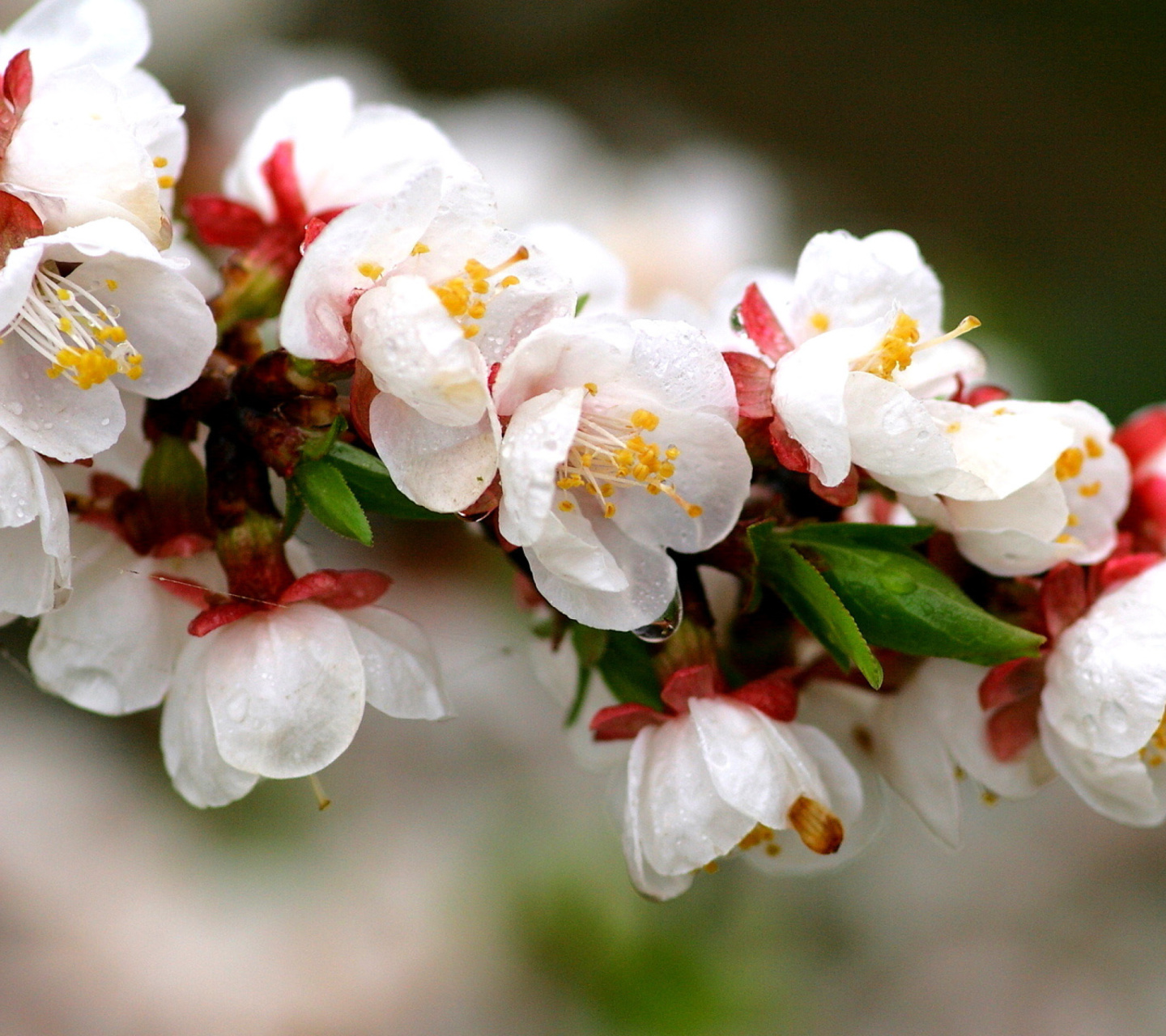 Обои White spring blossoms 1440x1280
