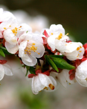 Обои White spring blossoms 176x220