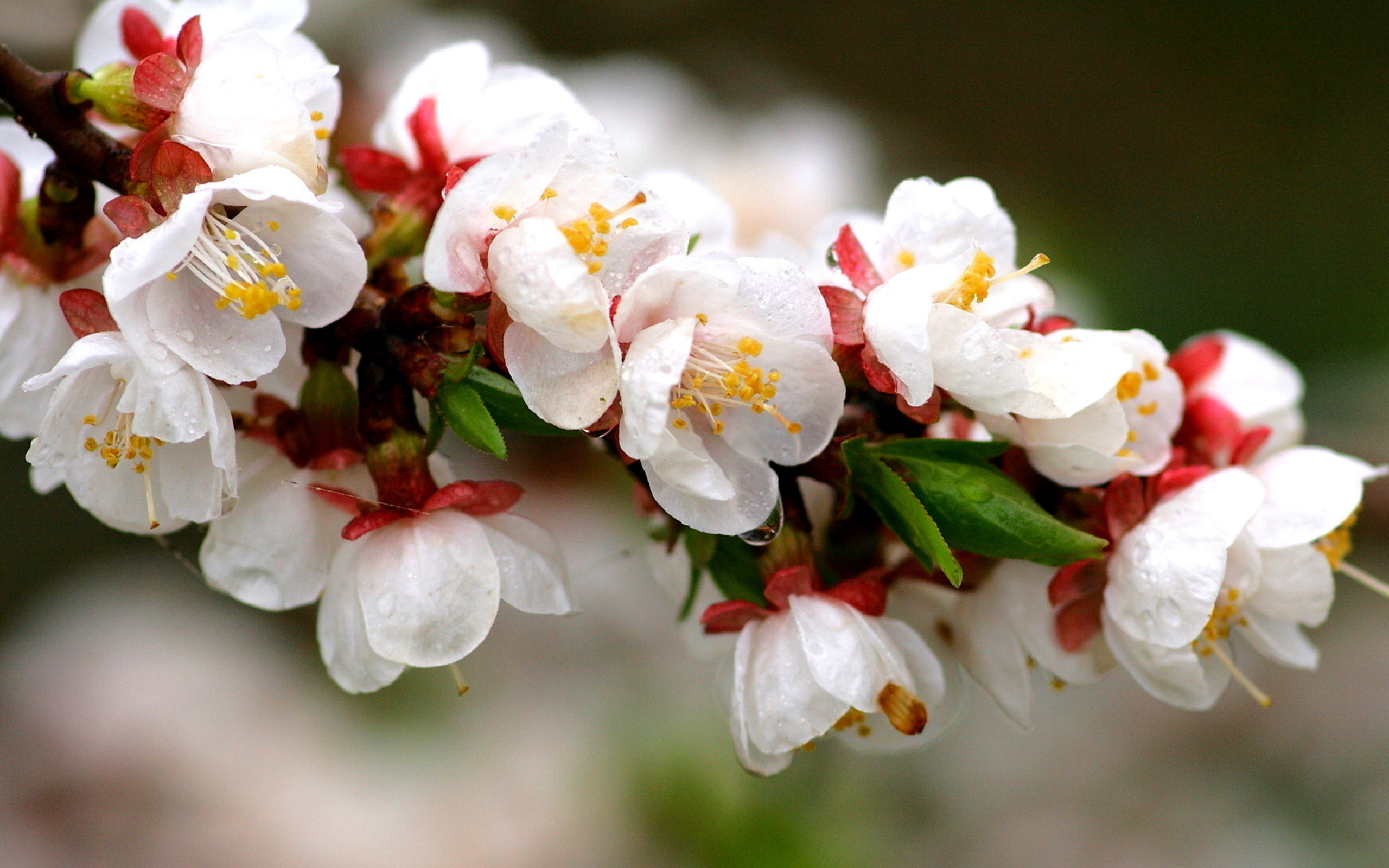 White spring blossoms wallpaper 2560x1600