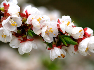 White spring blossoms wallpaper 320x240