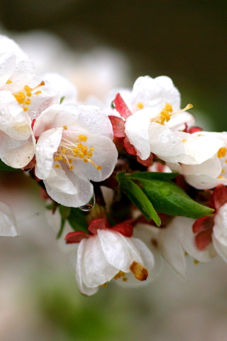 Das White spring blossoms Wallpaper 320x480