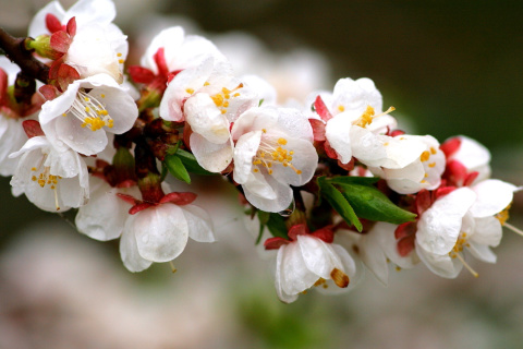 Обои White spring blossoms 480x320