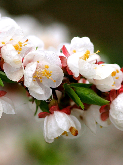 Fondo de pantalla White spring blossoms 480x640