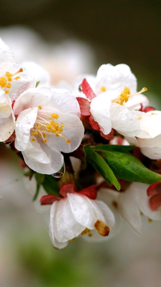 Das White spring blossoms Wallpaper 640x1136