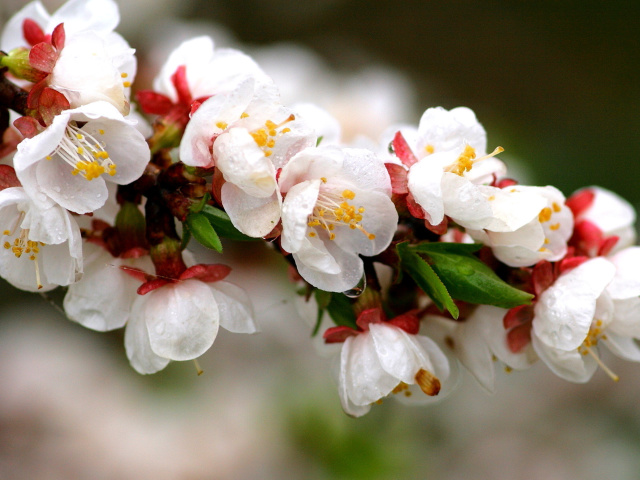 Обои White spring blossoms 640x480