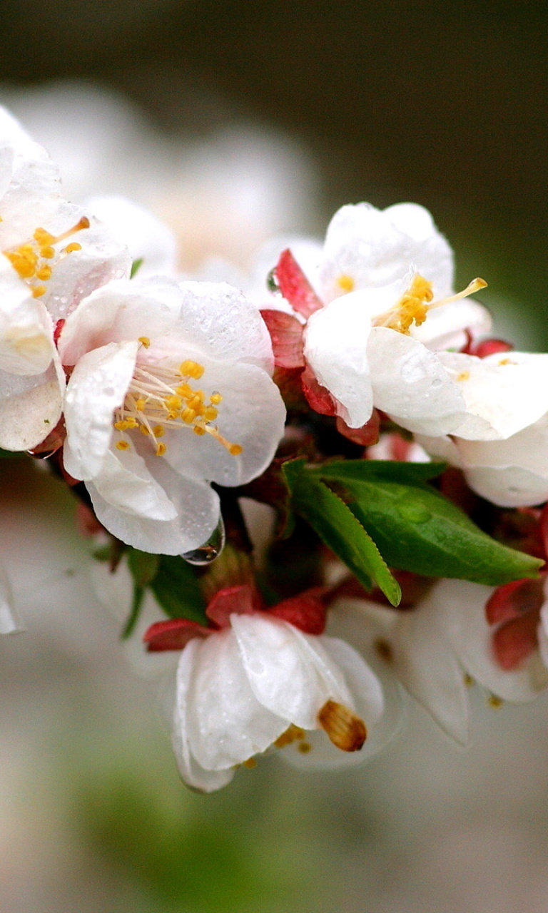 White spring blossoms screenshot #1 768x1280