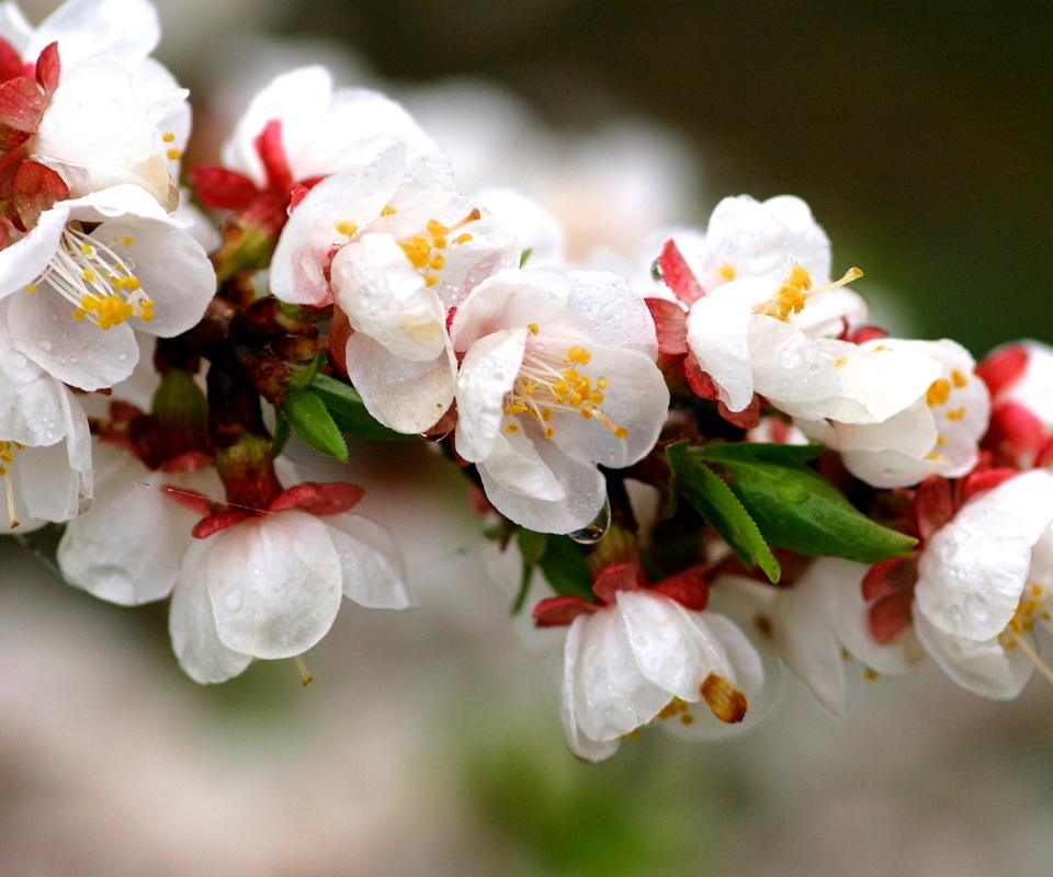 White spring blossoms screenshot #1 960x800