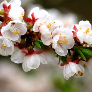 White spring blossoms papel de parede para celular para iPad 2