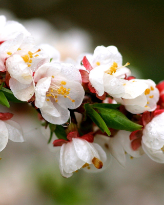 White spring blossoms - Obrázkek zdarma pro Nokia X1-00