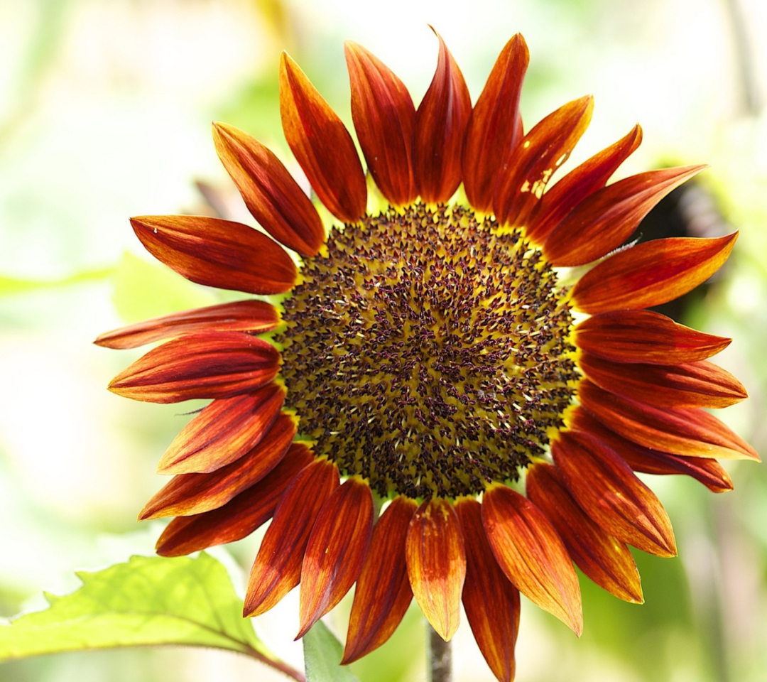 Обои Red Sunflower 1080x960