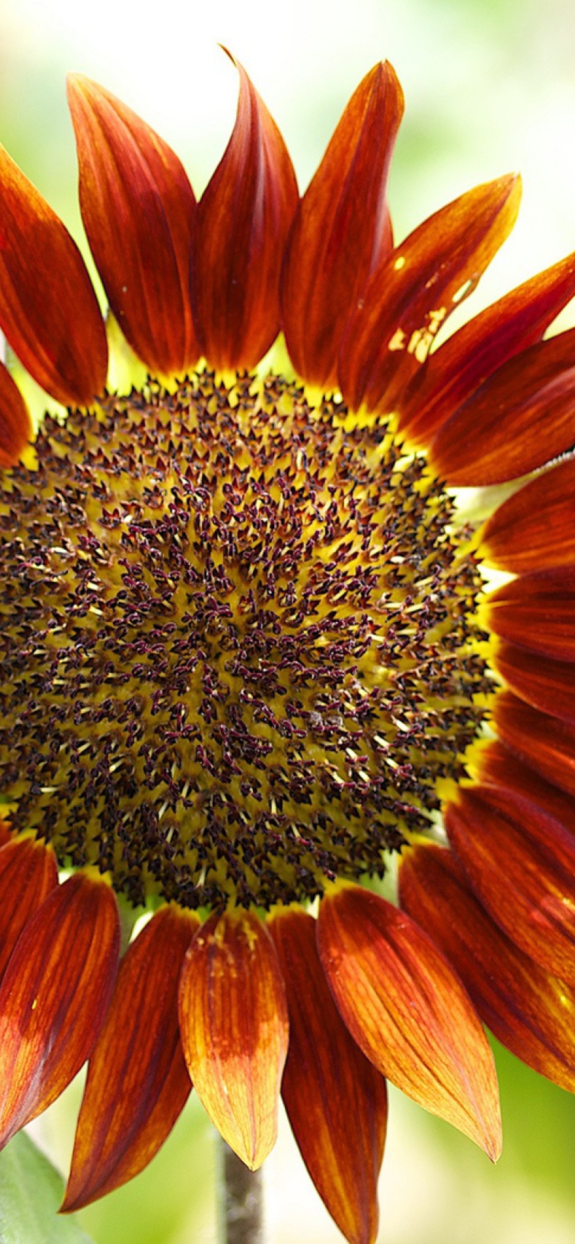 Red Sunflower wallpaper 1170x2532