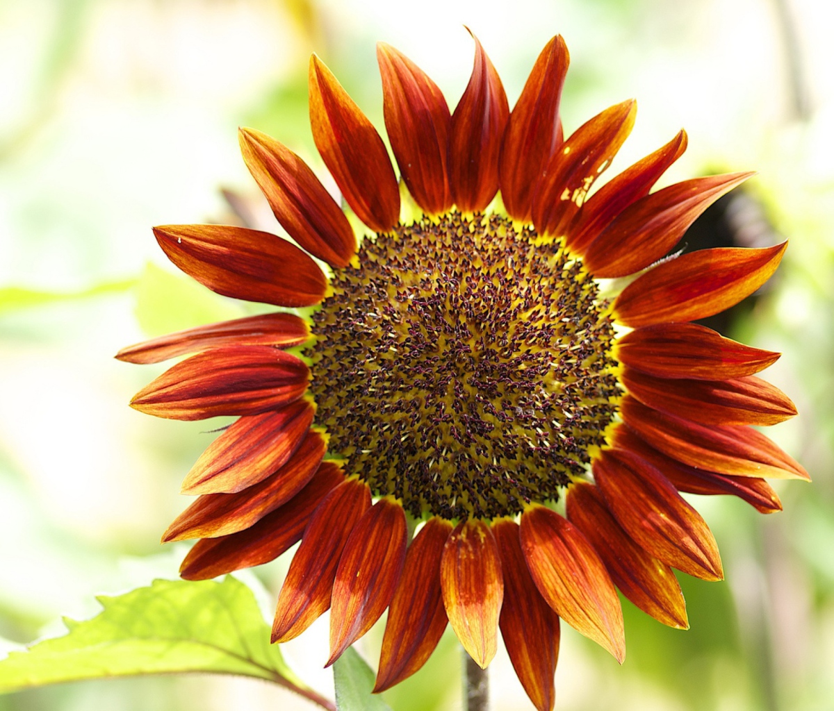 Sfondi Red Sunflower 1200x1024