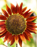 Sfondi Red Sunflower 128x160