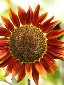 Fondo de pantalla Red Sunflower 132x176
