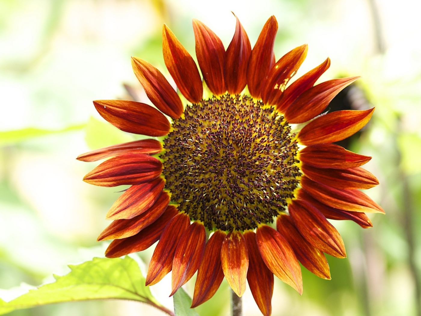 Fondo de pantalla Red Sunflower 1400x1050