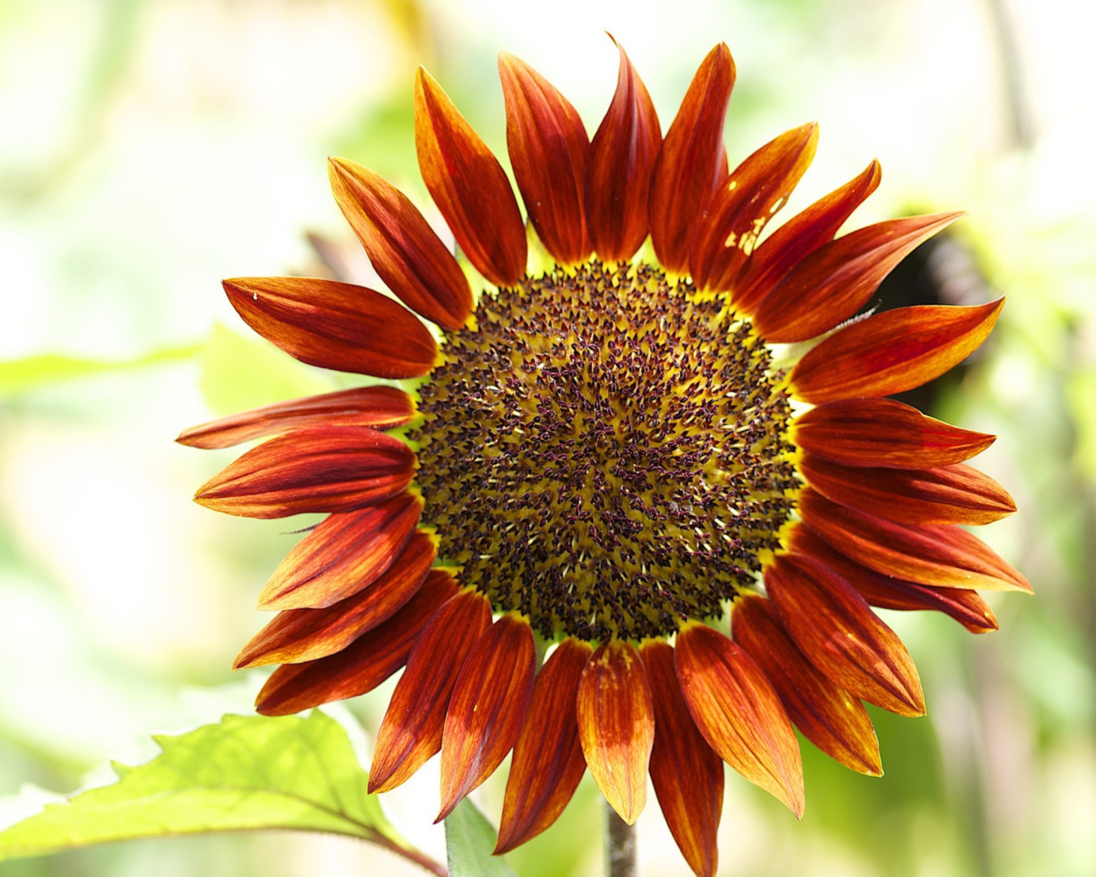 Fondo de pantalla Red Sunflower 1600x1280