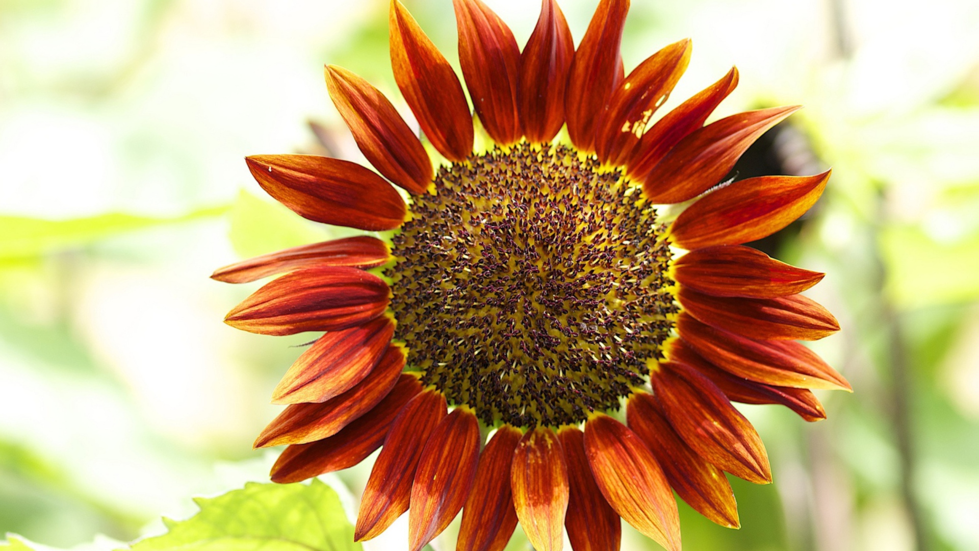 Screenshot №1 pro téma Red Sunflower 1920x1080