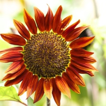 Fondo de pantalla Red Sunflower 208x208