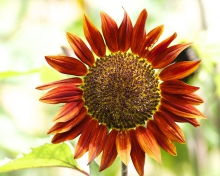Fondo de pantalla Red Sunflower 220x176