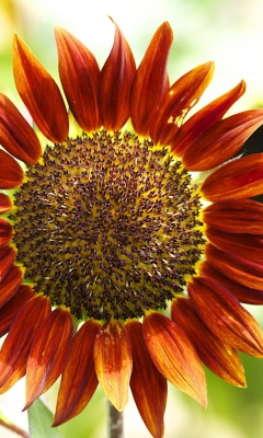 Das Red Sunflower Wallpaper 240x400