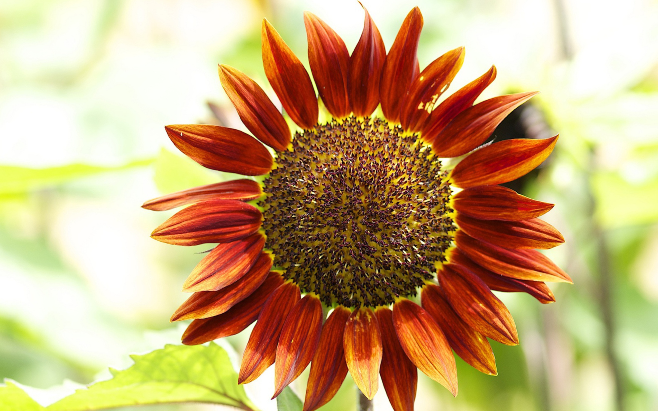 Обои Red Sunflower 2560x1600
