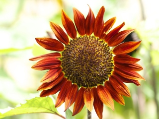 Fondo de pantalla Red Sunflower 320x240