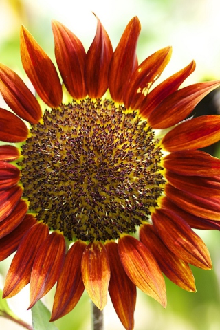 Fondo de pantalla Red Sunflower 320x480