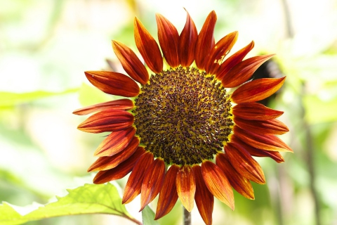 Fondo de pantalla Red Sunflower 480x320