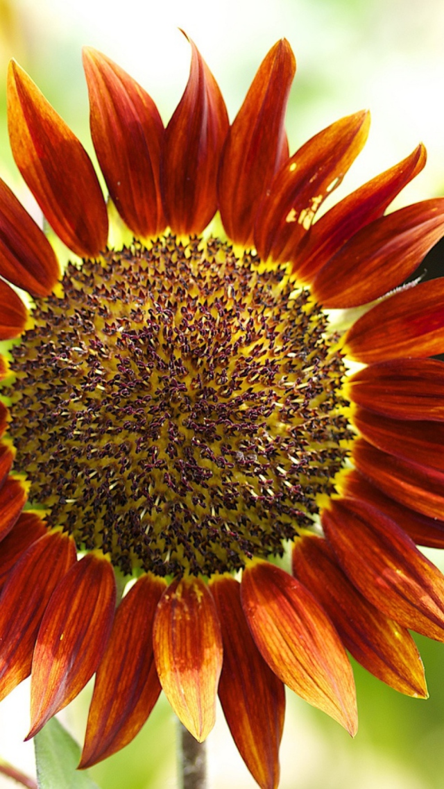Fondo de pantalla Red Sunflower 640x1136