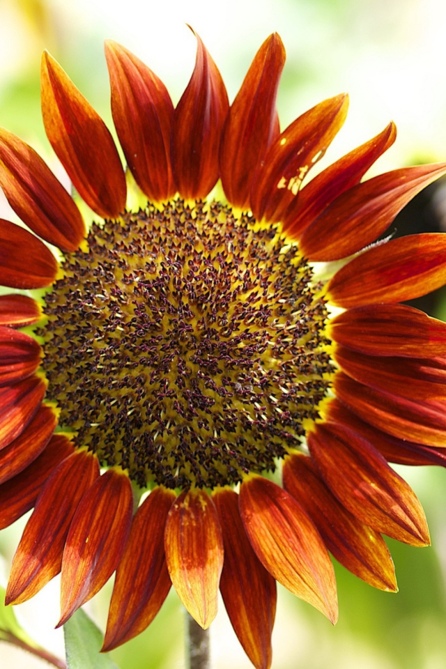 Red Sunflower screenshot #1 640x960