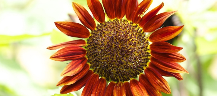 Fondo de pantalla Red Sunflower 720x320