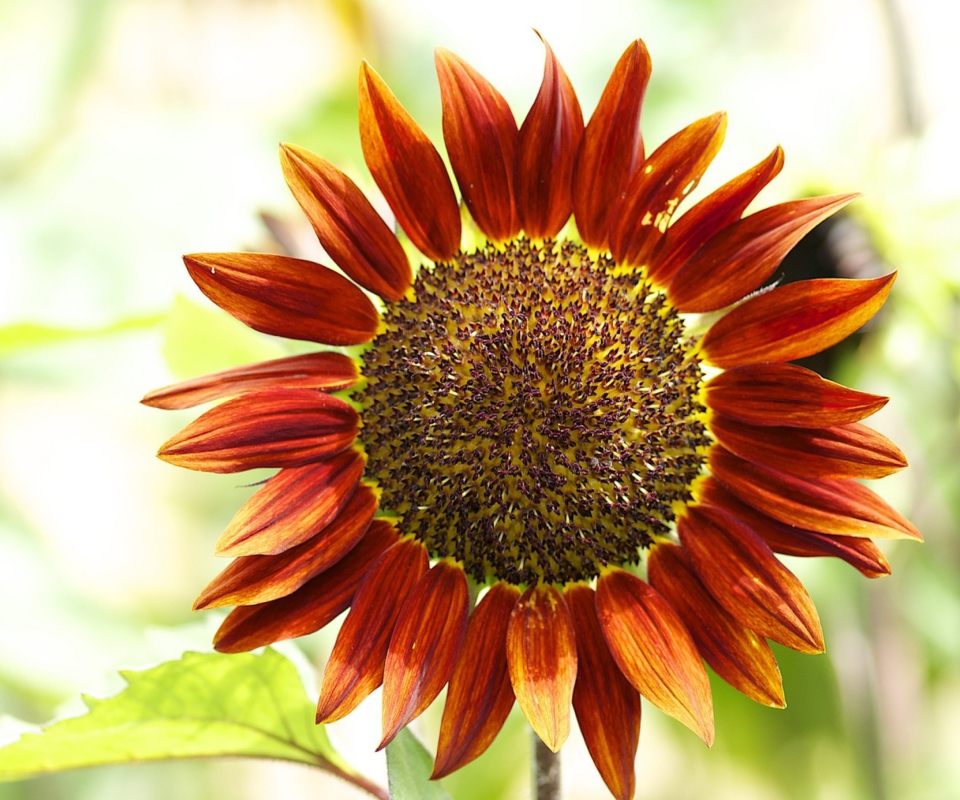 Fondo de pantalla Red Sunflower 960x800