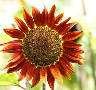 Red Sunflower - Obrázkek zdarma pro 1024x1024