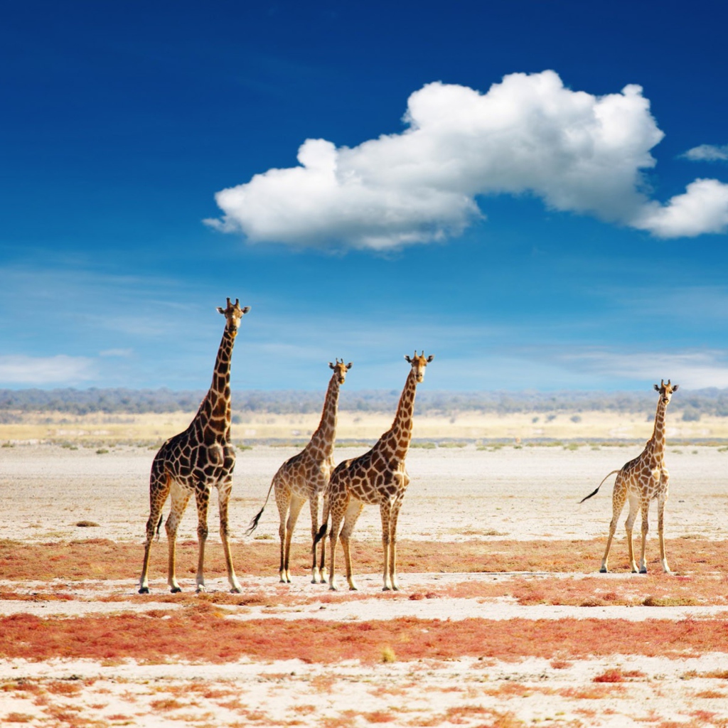 Sfondi African Giraffes 1024x1024