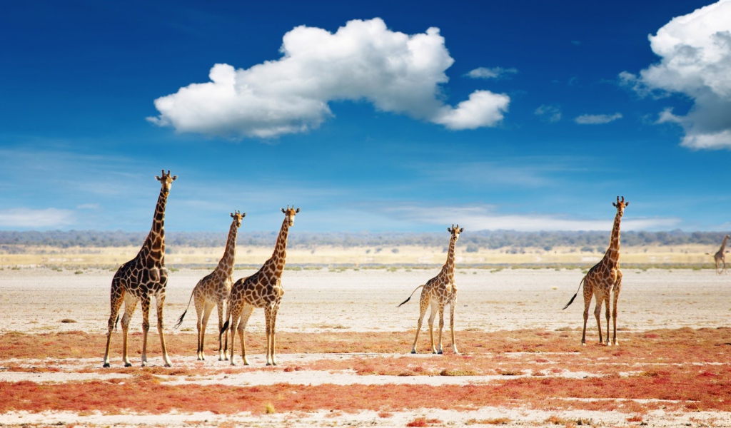 Sfondi African Giraffes 1024x600