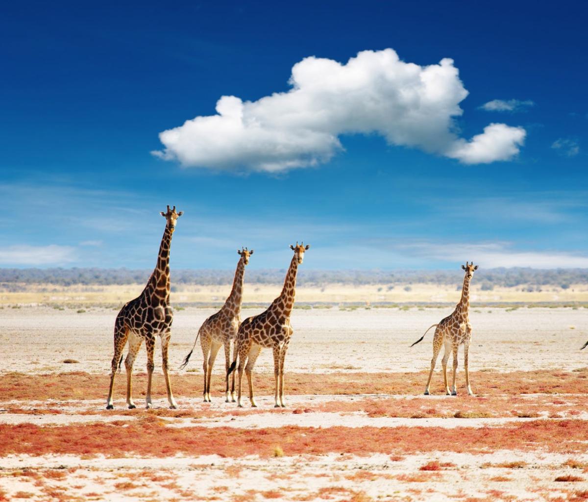 Sfondi African Giraffes 1200x1024