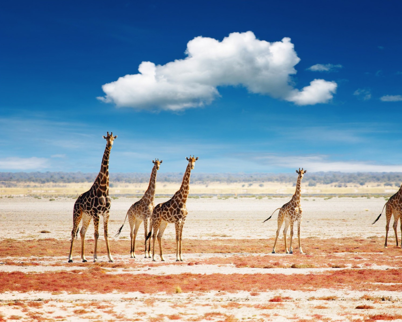 Screenshot №1 pro téma African Giraffes 1280x1024