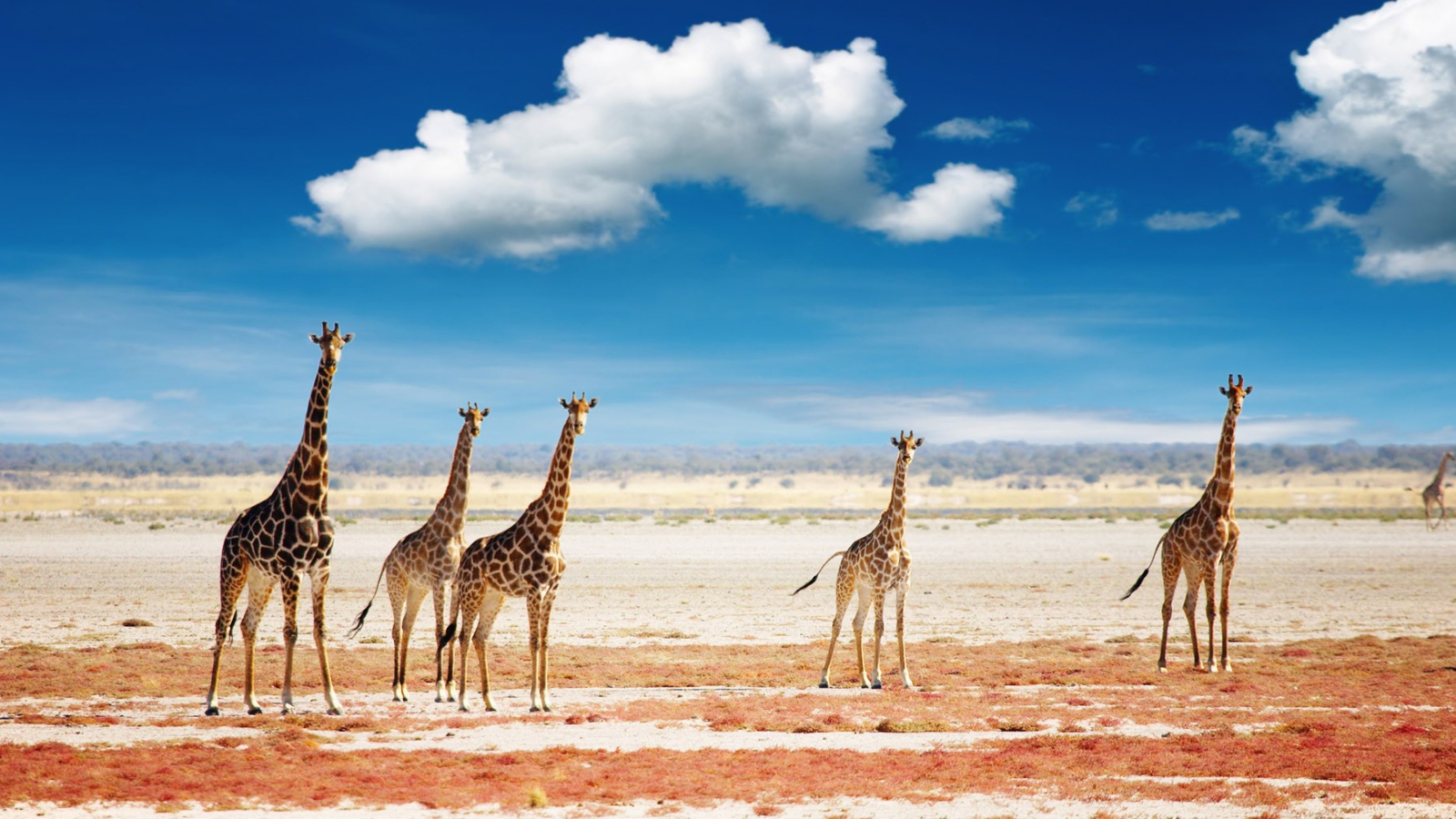 African Giraffes wallpaper 1600x900